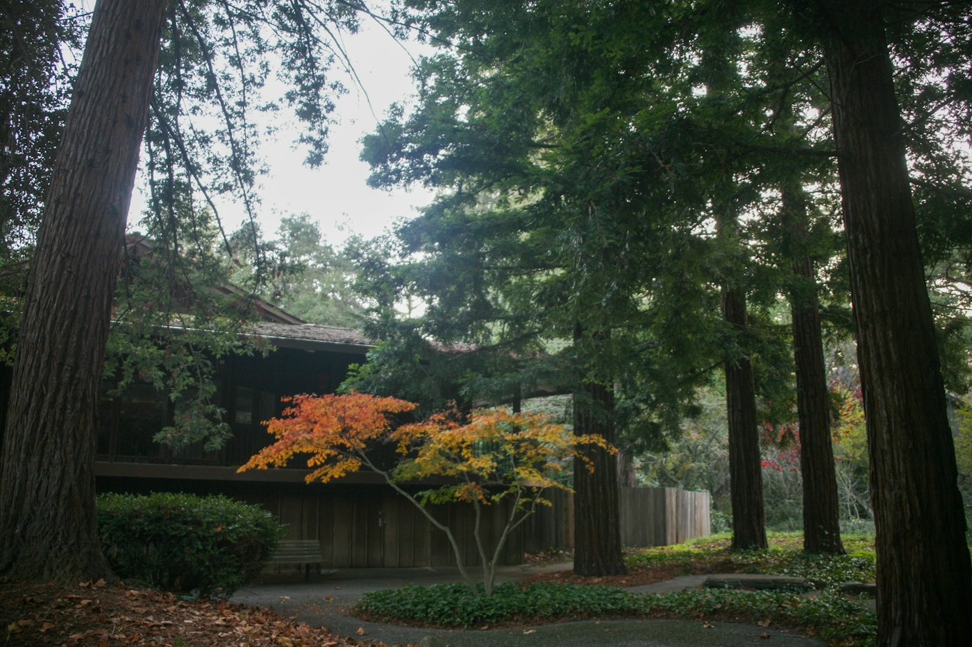 A home surrounded by tall trees